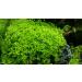 Micranthemum"Monte Carlo" - 1 Bunch - Live aquarium plant