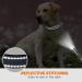 Taglory Medium Dog Collar - Soft Padded Neoprene Nylon Adjustable & Reflective for Training Gray (1 Pack) - International Shipping Available - Buy Online on GoSupps.com