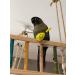WACURRENTHYD 3PCS- Colourful Mini Ball Sand Hammer Parrot Rattle Shaker Musical Sound Toy Intelligent Sand Hammer Toys for Parakeets Canaries Cockatiels Conure Lovebirds(Random Color) - Buy Online on GoSupps.com