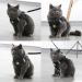 Neuwehe Cat Dishes with Leash Set - Adjustable Soft Cat Bowls with Cat Neck Band for Small Dogs & Big Cats (Black Size S) - Outbreak-Proof & Durable - Buy Online on GoSupps.com