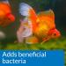 API GOLDFISH AQUARIUM CLEANER Aquarium Cleaner 118 ml Bottle Single - Buy Online on GoSupps.com