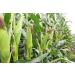 DK Corn Silk | Corn Silk | Corn Hair | Corn Hair | Makai Hair | 2 Pack | (100g) - Buy Online on GoSupps.com