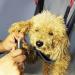 LuckyOpt Dog Grooming Hammock Harness with S Hooks | Pet Sling for Cats & Dogs | Teeth Cleaning, Shower, Nail Clipping | Small & Medium Breed | Size Small - Buy Online on GoSupps.com