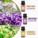 Violet Lily Honeysuckle Essential Oils Set 100% Pure Premium Grade Natural Fragrance Oil Gift kit for Diffusers Home Care Candle Making Fragrance Aromatherapy Humidifiers Violet + Lily + Honeysuckle 10.00 ml (Pack of 3) - Buy Online on GoSupps.com