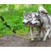 Buy Taglory Double Dog Leash for 2 Dogs - Reflective Climbing Rope Adjustable Linen 75 cm - Perfect for Pet Owners - Green - Buy Online on GoSupps.com