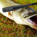 TEK Design Fischbet bber - Aluminum Fish Slogan Homicide Fishing Stick 25cm with Slippery Handle & Hand Loop | Perfect Gift for Anglers | Premium Fishing Accessories - Buy Online on GoSupps.com