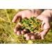 Health Embassy Marsh Labrador Herb Tea | Ledum palustre | Rhododendron Tomentosum | Herbe de Ledon des Marais Tisane (50g) - Buy Online on GoSupps.com