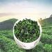 80g Th Tieguanyin Tee Oolong Vert Biologique Semi-Ferment Feuilles Frites La Main Tea Brut Torr fi Ar mes Floraux Boisson Aromatis e - Buy Online on GoSupps.com