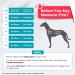 Pawaii Anti-Pull Dog Harness for Medium-Sized Dogs | Dog Harness & Training Tableware | International Shipping Available - Buy Online on GoSupps.com