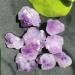 Natural Amethyst Raw Quartz Small ClusterReiki Stone Crystal Point Specimen Home Decor Raw Crystals NaturalReiki Decoration (Color : 1pc Weight 3-8g Size : 200g) 200g 1pc Weight 3-8g - Buy Online on GoSupps.com