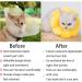 1 Piece Cat Cone Collar Soft Cute Sun Flower Neck Cat Cones Adjustable Pet Recovery Collar for Cats Kittens Puppies Soft Elizabethan Collar Prevent Licking Biting Protect Wounds - Buy Online on GoSupps.com