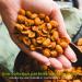 Poppamies Peanuts with jalapeno and cheese - Spicy nuts are a great choice for snacking - Gluten free - Spicy: Medium - 150g - Buy Online on GoSupps.com