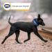 Heele Reflective Dog Collar - Soft Neoprene Padded Nylon Pet Collar for Small Medium & Large Dogs - Royal Blue (40-66 cm) - Buy Online on GoSupps.com
