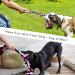 YAUNGEL 95cm XXL Dog Rope Toy | Heavy Duty Interactive Toy for Aggressive Chewers | Tough Twisted Rope with 5 Knots | For Medium Large Dogs | Mixed Colors - Buy Online on GoSupps.com