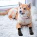 6PCS Anti Slip Dog Socks Pet Socks Dog Boots Dog Paw Winter Protector Traction Control Dog Socks with Grip Dog Grip Socks Indoor Rubber Dog Socks Dog Anti Slip (7.28" X 2.95"(LxW))(L) - Buy Online on GoSupps.com