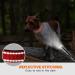 Taglory Soft Padded Neoprene Dog Collar for Small Dogs - Adjustable & Reflective - Red (1 Pack) | Best for Training & Comfort - Buy Online on GoSupps.com
