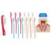 Soft 3 Sided Toothbrush - Orthodontic Toothbrushes - Soft Bristle Toothbrush for Sensitive Gums Bleeding Gums Braces Autistic Adults and Children's Over 13 Years (Pack 12)