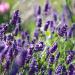 Organic Lavender Water 100ml | Pure Hydrolate Body Spray | Relaxing Aromatherapy | Vegan Glass Bottle - Primavera - Buy Online on GoSupps.com