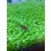 Kyushu Garden Plant Seeds Small Bacopa Monnieri Seeds Fish Tank Decorations Hydroponic Growing Plant Seeds(Small Leaf) 10G - Buy Online on GoSupps.com