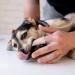 12Pcs Dog Finger Toothbrush Transparent Dog Toothbrush Set Cat Dog Silicone Finger Toothbrush Easy Pets Teeth Cleaning Toothbrush for Dogs Cats Dental Care - Buy Online on GoSupps.com