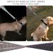 Vivaglory Short Dog Leash - 46 cm Training Line for Medium & Large Dogs | Durable Gray Design - Buy Online on GoSupps.com