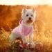 Dolahovy Dogs Hoodie - Stylish Autumn Winter Sweater Vest for Small Medium Dogs & Cats | Cozy Puppy Costumes & Coats in Pink - Buy Online on GoSupps.com