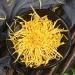 SIJIYUNLI-Golden Chrysanthemum 20g/0.7oz Non caffeinated loose tea floral tea suitable for people with breath clearing internal heat White Chrysanthemum Flower Tea Flower Tea - Buy Online on GoSupps.com