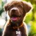 Natiform Personalized Engraving Pet ID Tag - Pink Bone Paw Print Dog Tag - Custom 4-Line Engraved Pet Name Tag - Durable Engraving - 1 Pack - Buy Online on GoSupps.com