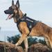Reflective Service Dog Patches Detachable Dog Patches for Harness Removable Dog Tags for Service Dog Vest In Training Dog Patch Do Not Pet Patch Tactical Dog Vest Patch(6pcs) Dogpatches-6pcs - Buy Online on GoSupps.com
