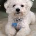 Personalized Camal Dog Tags - Engraved Stainless Steel Pet Badges for Dogs & Cats | Custom Shapes: Bones Hearts Fish & More - Buy Online on GoSupps.com