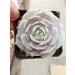 2in Echeveria Lola Succulent Plant - Live Mini Plant for Indoor Outdoor Decor, Perfect for Home Office Wedding DIY Projects - 1 Pack Fully Rooted in Pots - Buy Online on GoSupps.com
