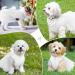 MHauslie Luxury Bowknot Dog Dress - White Medium | Fashionable Pet Skirt for Small to Medium Dogs - Buy Online on GoSupps.com