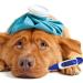 Pet Thermometer Digital Veterinary Thermometer Waterproof Digital Thermometer for Pets Pet Thermometer with Reminder Function Thermometer for Dogs Cats Horse Cattle Pigs Sheep - Buy Online on GoSupps.com