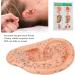 Verdant Touch Ear Acupuncture Points Model - 40cm Professional PVC Ear Zone Massage Tool for Accurate Acupuncture - Buy Online on GoSupps.com