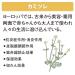Shiseido Super Mild Green Conditioner Pump - Gentle Hair Care Solution - Buy Online on GoSupps.com