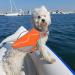 Vivaglory Sporty Durable Pet Security Vest for Dogs - Comfortable Neoprene Rescue Vests with Velcro Fastener Orange - Small (Chest 46-56cm) - Buy Online on GoSupps.com
