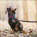 Wolfone 3m Black Lightweight Training Lead for Large, Medium, Small Dogs/Cats - Non-Slip Latex Silk Daily Lead for Recall, Camping, Walking - Buy Online on GoSupps.com