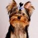 24PCS Small Dogs Hair Bows with Rhinestone - Puppy Grooming Accessories for Female Pets - Buy Online on GoSupps.com