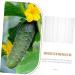 POPETPOP 4pcs Shaped Growth Mold Ginseng Transparent Fruit Shaping Mold Acrylic Small Fruit Vegetable - Buy Online on GoSupps.com