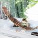 UEETEK Wooden Ladder Bridge Toy for Hamsters & Parrots - 7cm x 55cm - Premium Bird Habitat Accessory - Buy Online on GoSupps.com