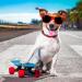 Photect Mini GPS Dog Tracker Pet Tracker Compatible with Bluetooth Portable Cat GPS Tracker Cat Collar Tracker Anti Lost Pet Locator GPS Tracking Locator for Dog Cat Pets Kids Key Luggage Wallet Pink - Buy Online on GoSupps.com