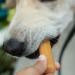 Himalayan Dog Chew Churro - Soft Cheese Treat, 4 oz | Himalayan Pet Supply - Buy Online on GoSupps.com