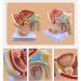 Life Size Male Pelvis Anatomy Model 1:2 - Detailed Reproductive System & Prostate Model for Educational Display - Buy Online on GoSupps.com
