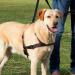 Buy Trixie Trainer Crockery Lead'n'Walk Soft Size M-L (55-90cm) | Anti-Draw & Adjustable for Medium Dogs - Neoprene Padded - Black (13056) - Buy Online on GoSupps.com