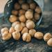 Deliano Roasted Hazelnuts IGP - Whole Shelled Tonda Gentile Natural 250g & Chocolate 250g | Premium International Shipping - Buy Online on GoSupps.com