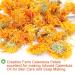 Buy 100% Natural Calendula Tea - Herbal Marigold Flower Tea for Weight Loss | Organic Chinese Flower Tea 35g - Buy Online on GoSupps.com