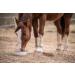 Non-GMO Oatmeal - Bird Food - Rodent Food - Horse Food (5 kg) - Buy Online on GoSupps.com