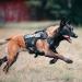 OneTigris AIRE Mesh Tactical Dog Harness | Breathable No Pull Design with Handle & Molle Pouches | Adjustable Service Dog Vest for Walking, Hiking, Training | Black, Size Medium - Buy Online on GoSupps.com