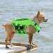 Buy Convinit Dog Life Jacket - Adjustable S Green Vest for Small Medium & Large Dogs - Perfect for Boating Swimming & Surfing - Buy Online on GoSupps.com
