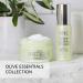 DHC Olive Virgin Oil Essential Cream - Hydrating Moisturizer for Skin Elasticity | Fragrance-Free - Ideal for All Skin Types | 1.7 oz - Buy Online on GoSupps.com